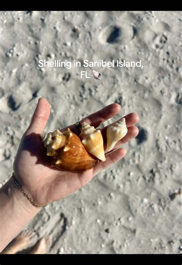 So many good shells this morning! #shelling #shells #sanibel #beachcombing
