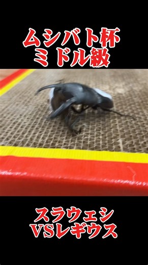 第19回ムシバト杯 パラワンオオヒラタVS スラウェシオオヒラタ #shortvideo #クワガタ#ムシキング