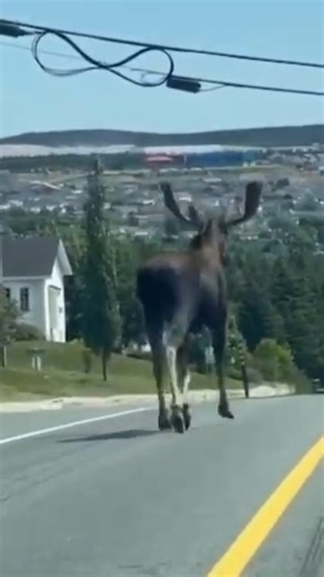 62K views · 950 reactions | Eratic lane changes, no turn signals, these moose dirvers are getting worse and worse. 藍 | The Online Moose | Facebook