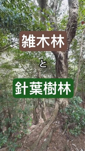 雑木林と針葉樹林【生き物の違い】