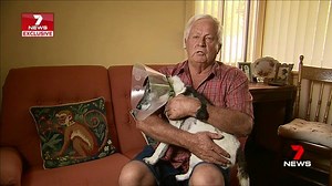EXCLUSIVE: The owner of a dog savaged by a bull Arab is calling for an immediate ban on the powerful breed. Tony Hooper has described the attacking animal as a killing machine and says pig hunting dogs have no place as family pets. www.7plus.com.au/news #BullArab #7News | 7NEWS Adelaide