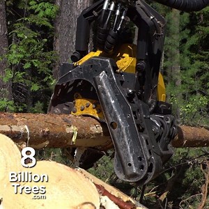 1K views · 36 reactions | The Amazon has lost about 20% of its area in the last 30-40 years due to logging operations. | 8 Billion Trees | Facebook