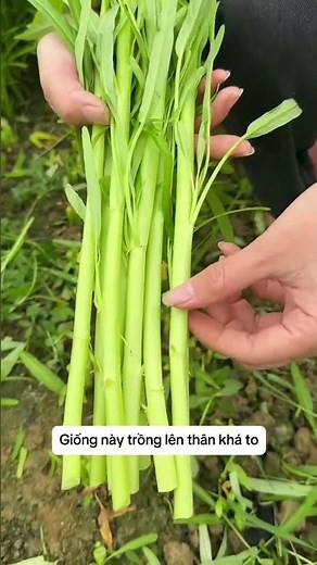 Trồng Rau Muống Cây – Lên Nhanh, Cắt Hoài Không Hết 🌿💦