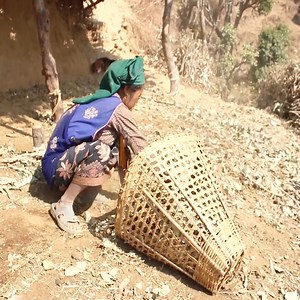 2.6K views · 88 reactions | Collecting fertilizer by using primitive technology Village life | Traditional Life TV | Facebook