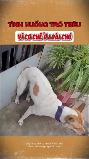 The Truth About Natural 'Super Glue' in Dogs! 😭