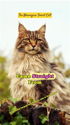 Meet the Norwegian Forest Cat – The Viking Giant Cat Breed #shorts #norwegianforestcat