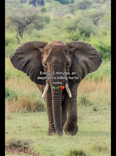 #wildlifeconservation #wildlife #extinction #nature #papagei