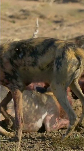 How Evolution Works A Quick Guide