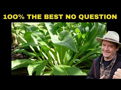 COMFREY PLANT The Best Companion Plant for Your Fruit Trees!