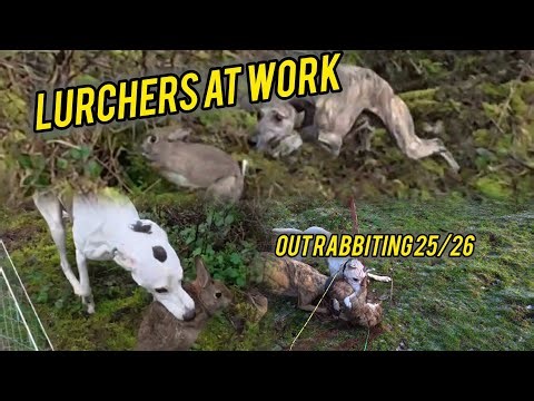 Lurchers At Work Rabbiting 25/26 Seaon