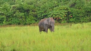 Villagers creates separate food zones to mitigate man-elephant conflict in Assam, India - 18 Nov 2022