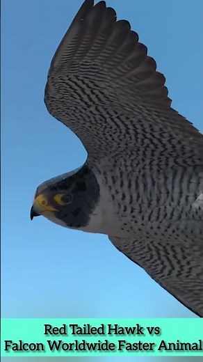 Red Tailed Hawk vs Falcon Worldwide Faster Animal #falcon