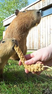 Zoo Dortmund on Reels