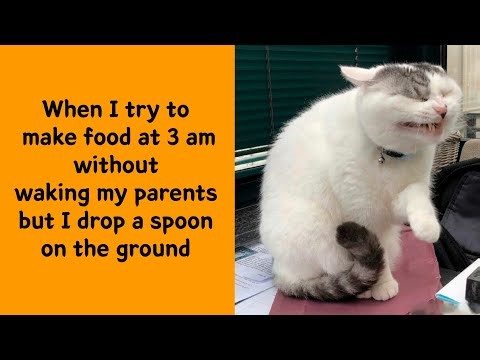 50 Animals That Accidentally Became Memes 😹📸