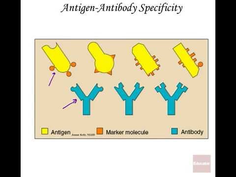 Microbiology of Antibody & Antigen Recognition