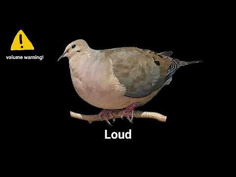 Bird Sounds TikTok Sound Variations in 60 seconds