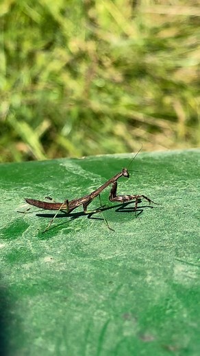 Did you know? A praying mantis looks like it’s praying… but really, it’s just waiting to pounce! 🦗👀Kids pack to school everywhere looking like a praying mantis. When you forget your homework and start praying for a miracle…🐛📚#FollowTheFarm #dreammakerfarm #nature #PettingZooFun #prayingmantis | Dream Maker Farm