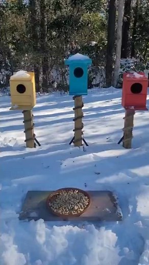 Feeding Squirrels in the snow (Emerald Isle, NC)