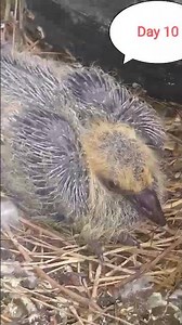 The life cycle of a pigeon from hatching to flying