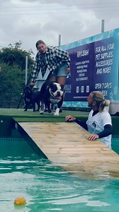 32K views · 779 reactions | Old English bulldog Barney wowed us with his confidence and great swimming, he’s a nervous doggy but came out of himself at the pool  | Canine Dip and Dive Maldon | Facebook