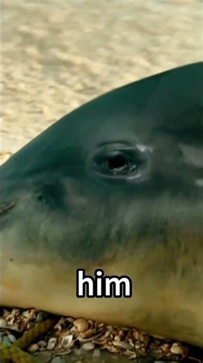 Dolphin tale/a story about love part 6