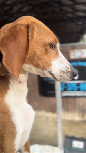 Ellie 💜💜 #quakerswamppemf #quakerswampequinetherapy #quakerswamphoundtherapy #pemfpractitioner #nomercykennels @Vic @NoMercy1972