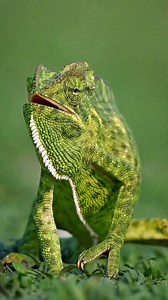 26K views · 1.2K reactions | Super close encounter of Indian...