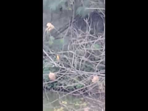 vanida visapak Videos #72