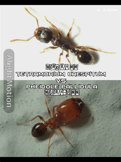 Ant Inverse: Pheidole Pallidula vs Pavement Ant Part 1