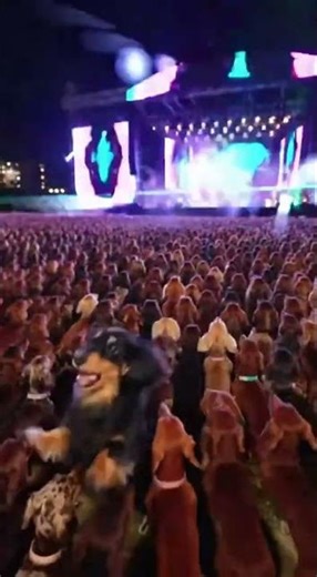 Like if you enjoy it! 👍 The World’s First Dachshund EDM Festival Is INSANE 😳🐶⚡