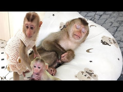 Super Angry Baby mala coco monkey to his mom.