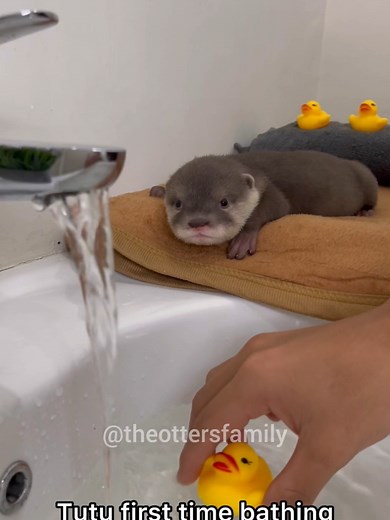 Baby Otter Swims for the First Time: A Heartwarming Moment
