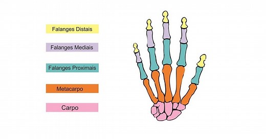 Ossos da mão: função, nomes e localização | Anatomia