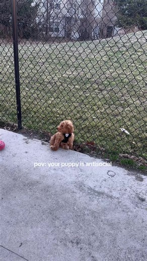 he’s just a baby 🙈 #puppy #toypoodle