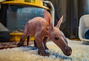 1.6K views · 63 reactions | An adorable Aardvark has been born at Chester Zoo for the first time in the charity’s 90-year history https://www.bbc.co.uk/news/uk-england-merseyside-60352927 | BBC Merseyside | Facebook