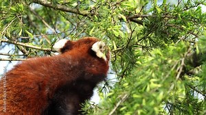 Red panda climbs a tree. Cute Red panda, Ailurus fulgens in forest habitat