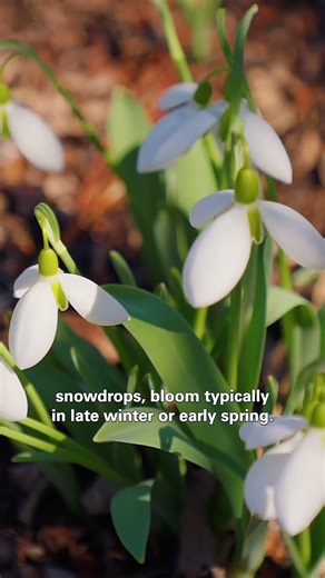 Early Spring in Hillside Garden