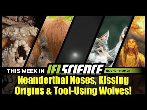 Neanderthal Noses, Kissing Origins & Tool-Using Wolves! | Science News This Week