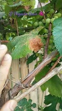 Everything about a GRAPE PLANT, vine or BUSH 🍇