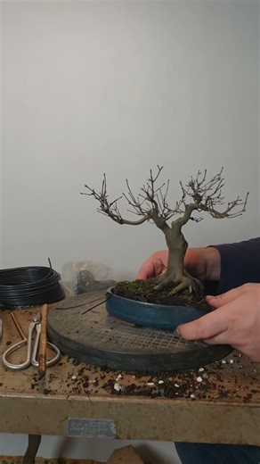 Japanese Maple Bonsai Repotting Transformation