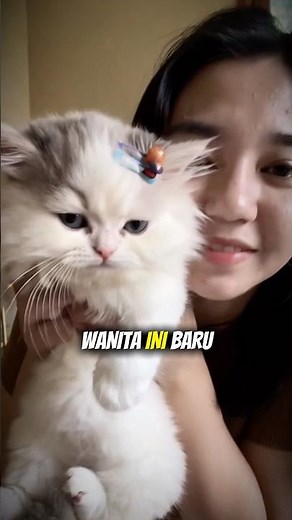 Kucing lucu yang membuat pemiliknya sdih #shortsvideo #kucinglucu #kucingsedih #catvideos #catlovers