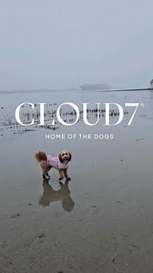 Funktion trifft Form: Regenmäntel für aktive Hunde und echte Charaktere. | Cloud7
