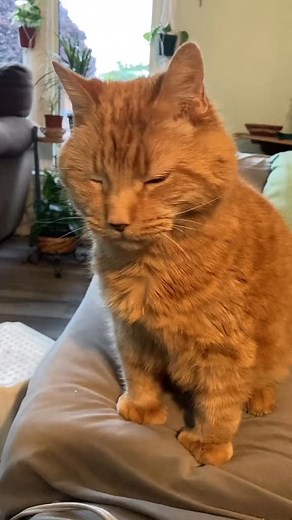 😊 #cheeks #catsoftiktok #bam #boop | Reznor The Cat