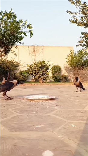 Crow Sounds: Attract Them with These Feeding Secrets🥰😘😝💕🐦#shorts