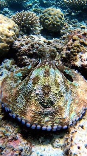 Octopus Becomes Invisible in 3 Seconds!