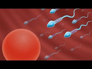 Reproduction 1 | How life begins