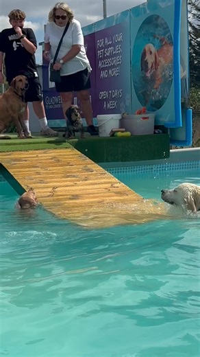 A pool party to make you smile 😊 🐾🇬🇧💦💕 | Canine Dip and Dive Maldon