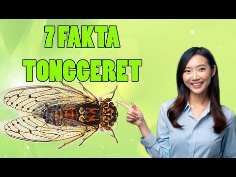 TERNYATA... Hewan Ini Terkubur Di Dalam Tanah Bertahun Tahun. FAKTA TONGGERET