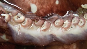 Watch: Scientists dissect an incredibly rare colossal squid on camera