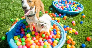 Labor Day Dog Games - Home & Family